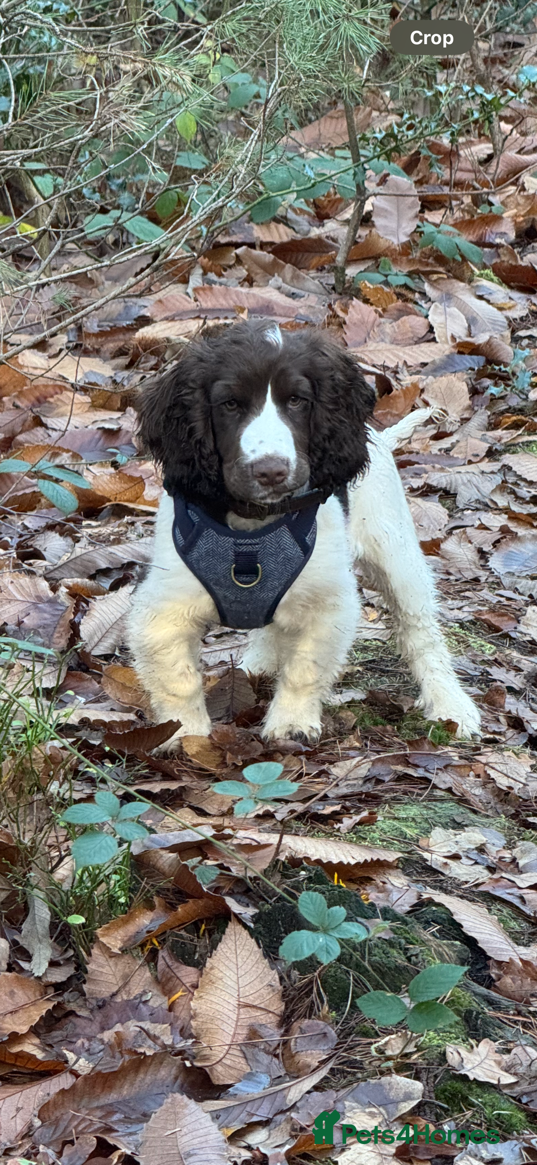 Cocker Spaniel dogs for sale: 4 months old male Cocker Spaniel For Sale - Advert 3