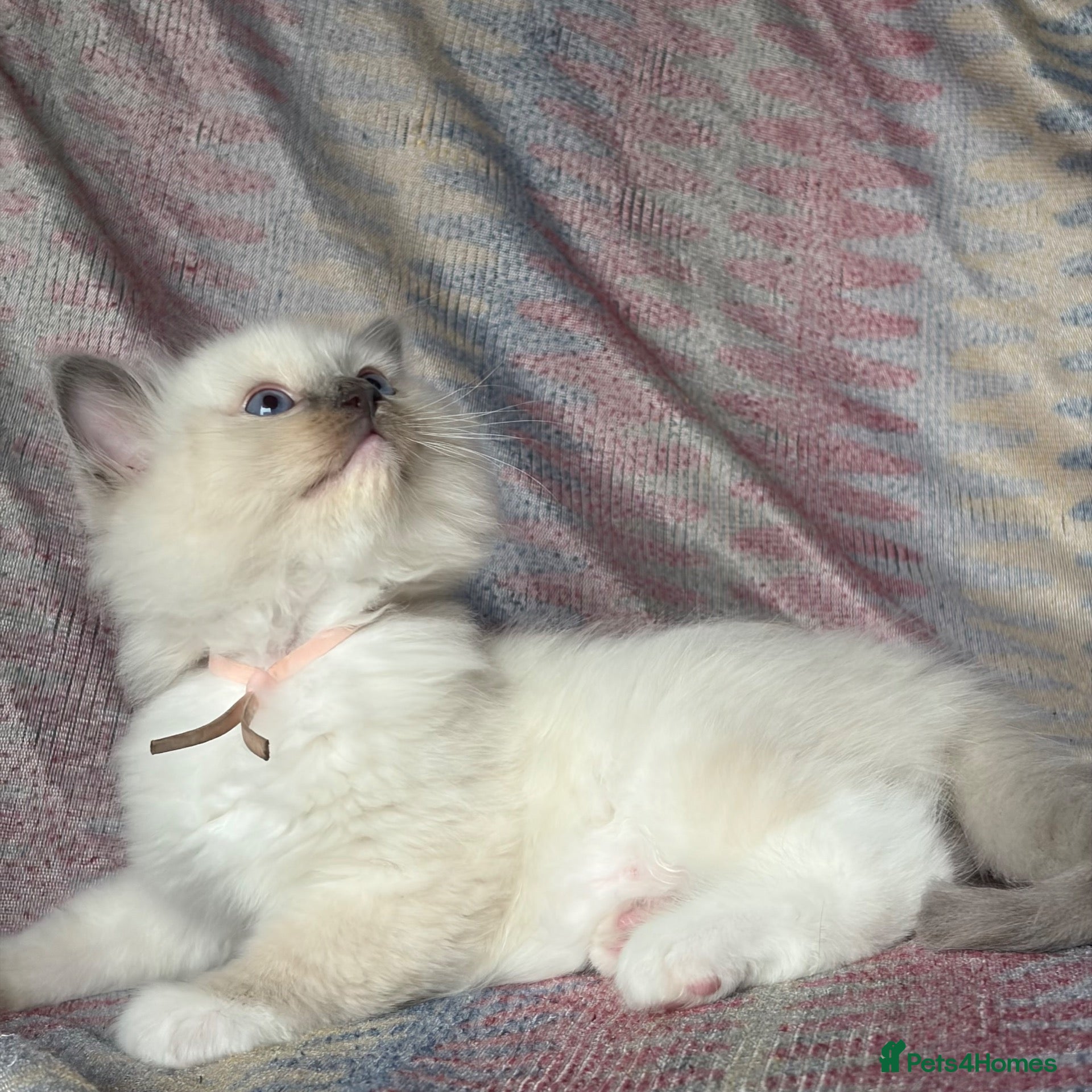 Ragdoll cats Ragdoll kittens looking for their forever home 💗 - Advert 1
