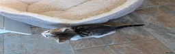 Mixed Breed cats for sale: 3 male kittens for sale - Advert 13