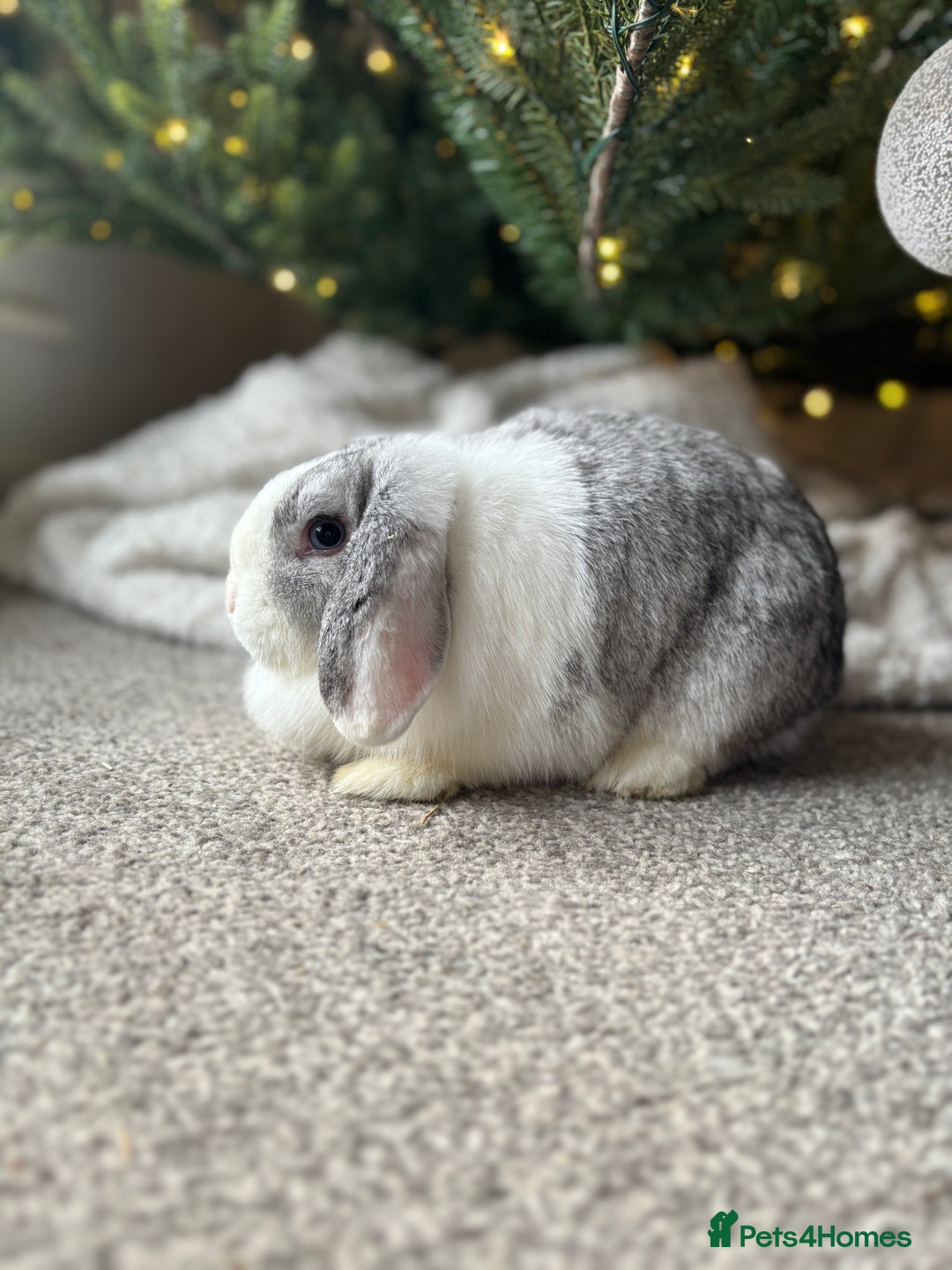 Mini Lop rabbits for sale: ✨ Stunning chinchilla split doe 👀 ✨  - Advert 4
