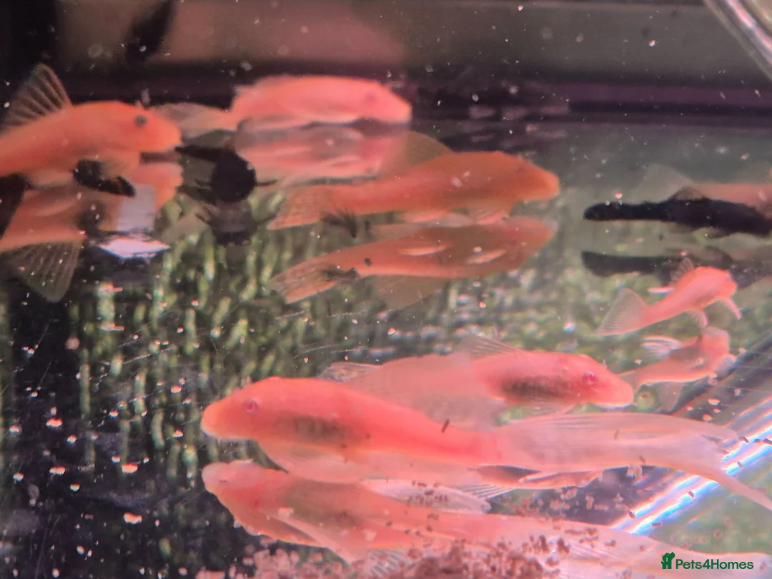 Plecos fish for sale: Various bristlenose young. in Bolton - Advert 2