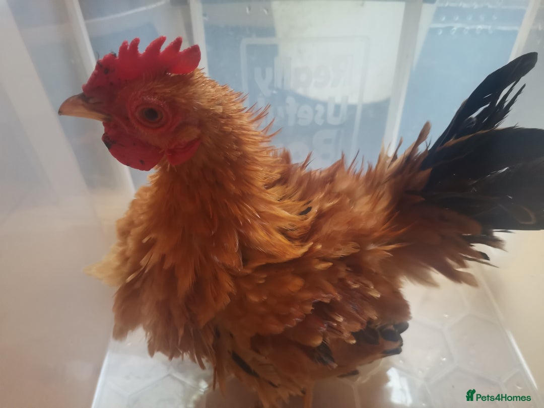Chickens poultry for sale: Silkied Serama+Frizzled Pekin/Bantam roos & hens  - Image 5