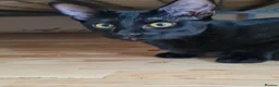 Oriental cats for sale: Oriental kittens for sale (4 ready now!) - Advert 17