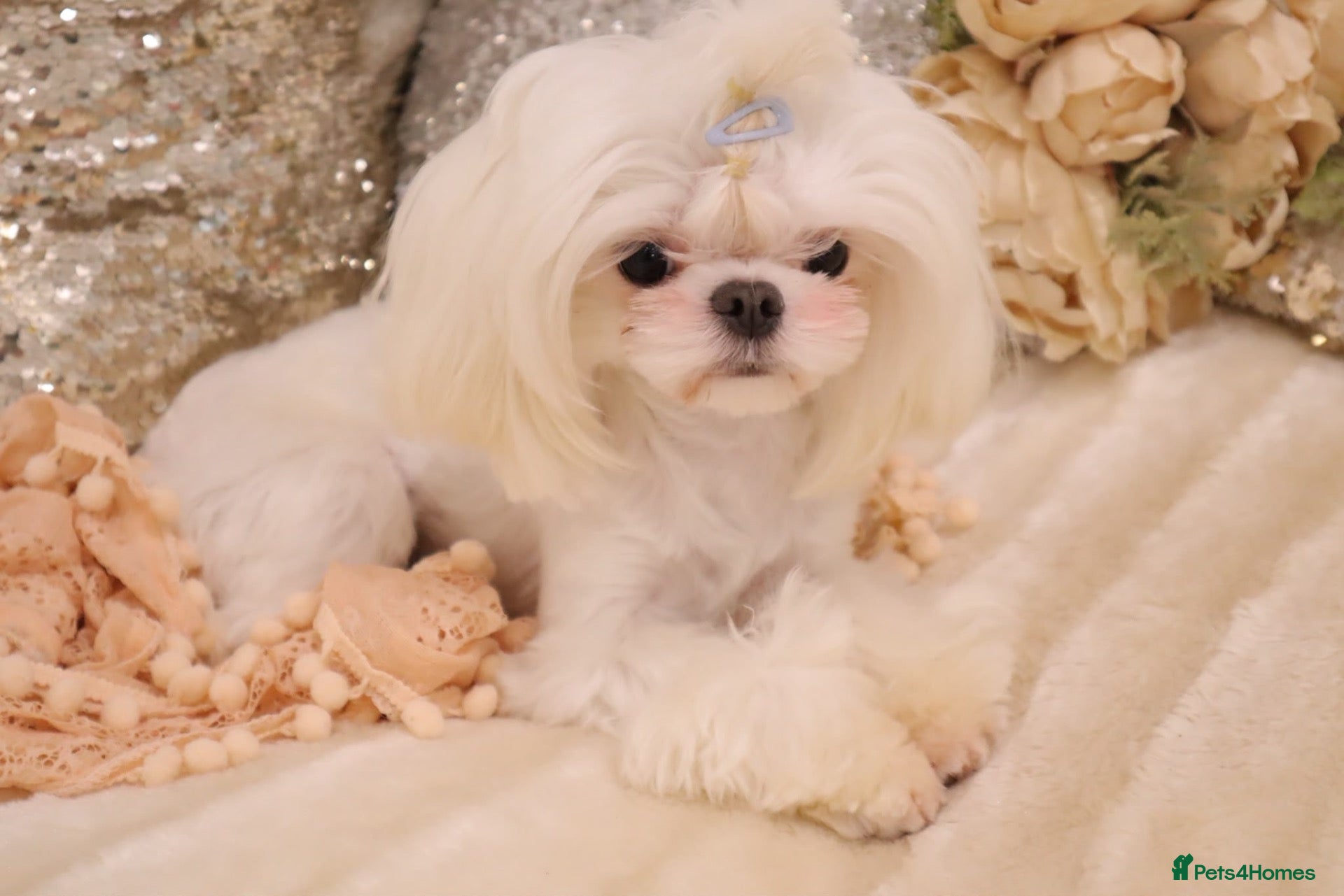 Maltipoo dogs for sale: 🐾💕 GORGEOUS TINY MALTIPOO PUPPIES 💕🐾 - Advert 2