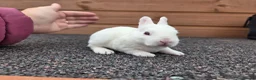 Rex rabbits for sale: Cute litter of Mini Rex baby bunnies - Advert 2