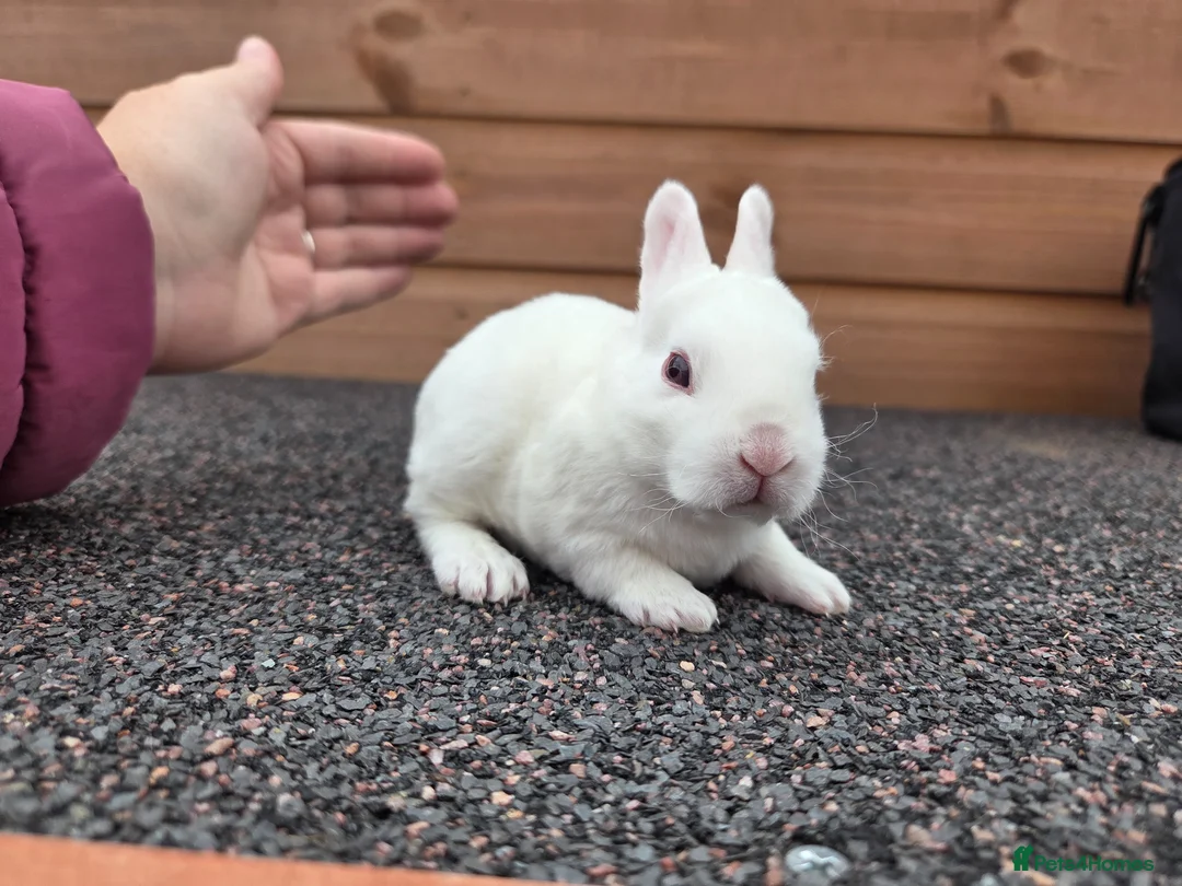 Rex rabbits for sale: Cute litter of Mini Rex baby bunnies - Advert 2