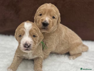 Double Doodle dogs - Advert 23