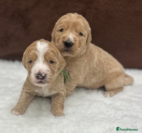 Double Doodle dogs - Advert 1