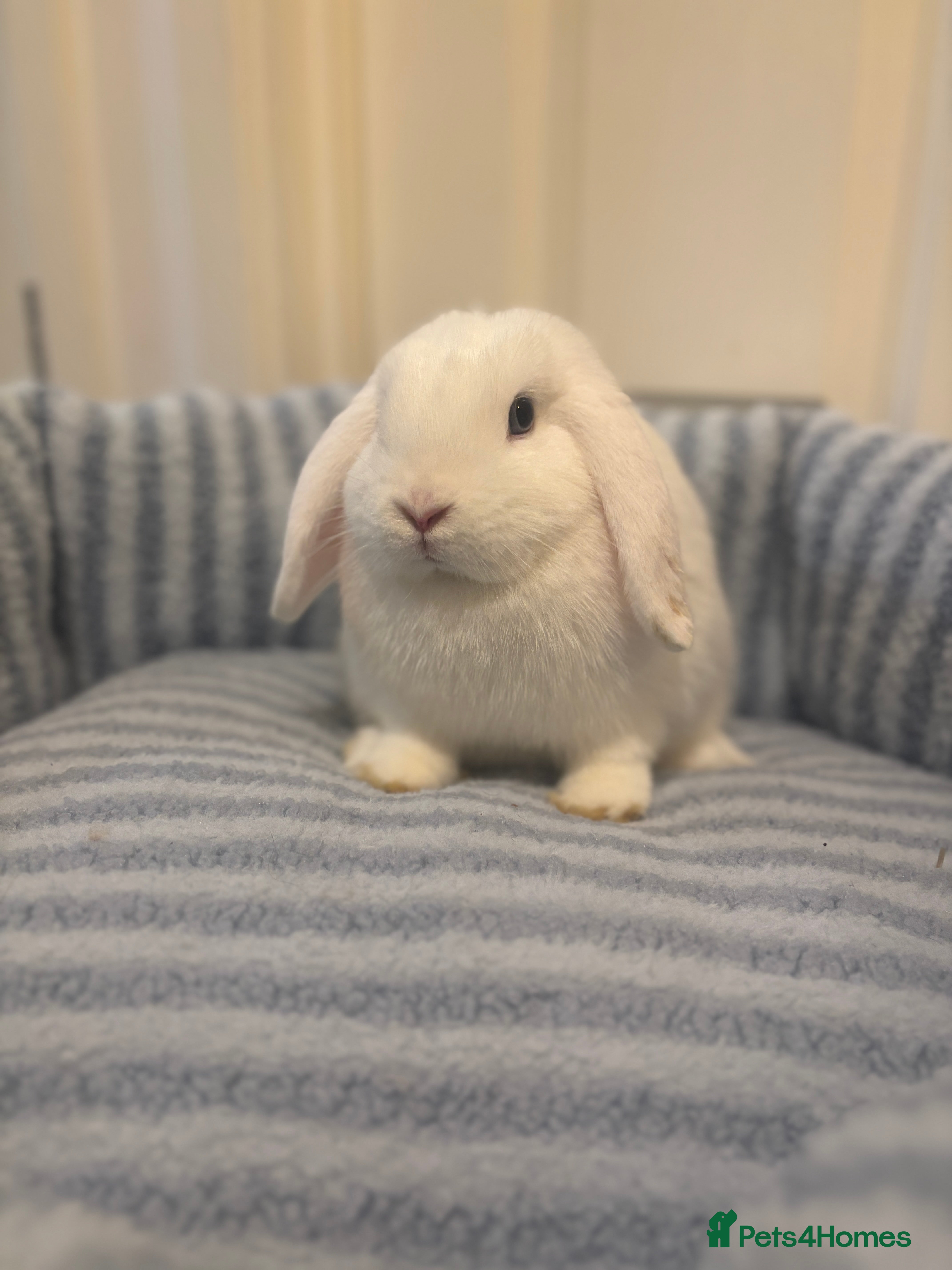 Mini Lop rabbits ✨ Stunning mini lop READY NOW 👀 ✨  - Advert 4