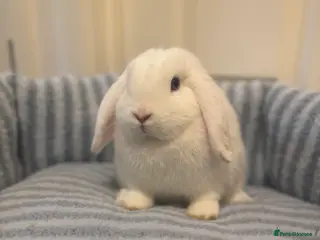 Mini Lop rabbits ✨ Stunning mini lop READY NOW 👀 ✨ - Advert 5