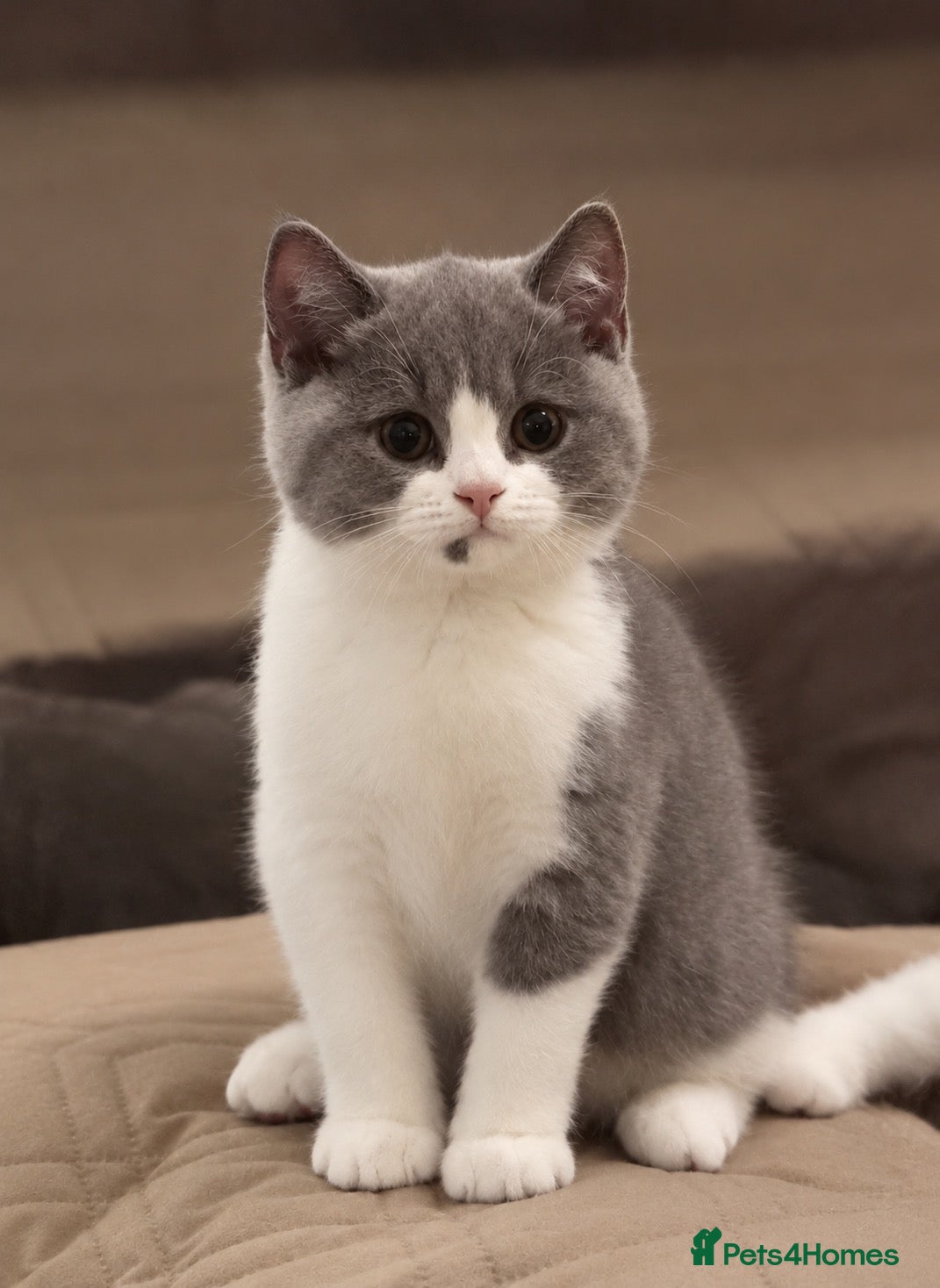 British Shorthair cats British Shorthair Bi-Colour Kitten Blue & White - Advert 6