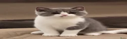 British Shorthair cats for sale: British Shorthair Bi-Colour Kitten Blue & White - Advert 2