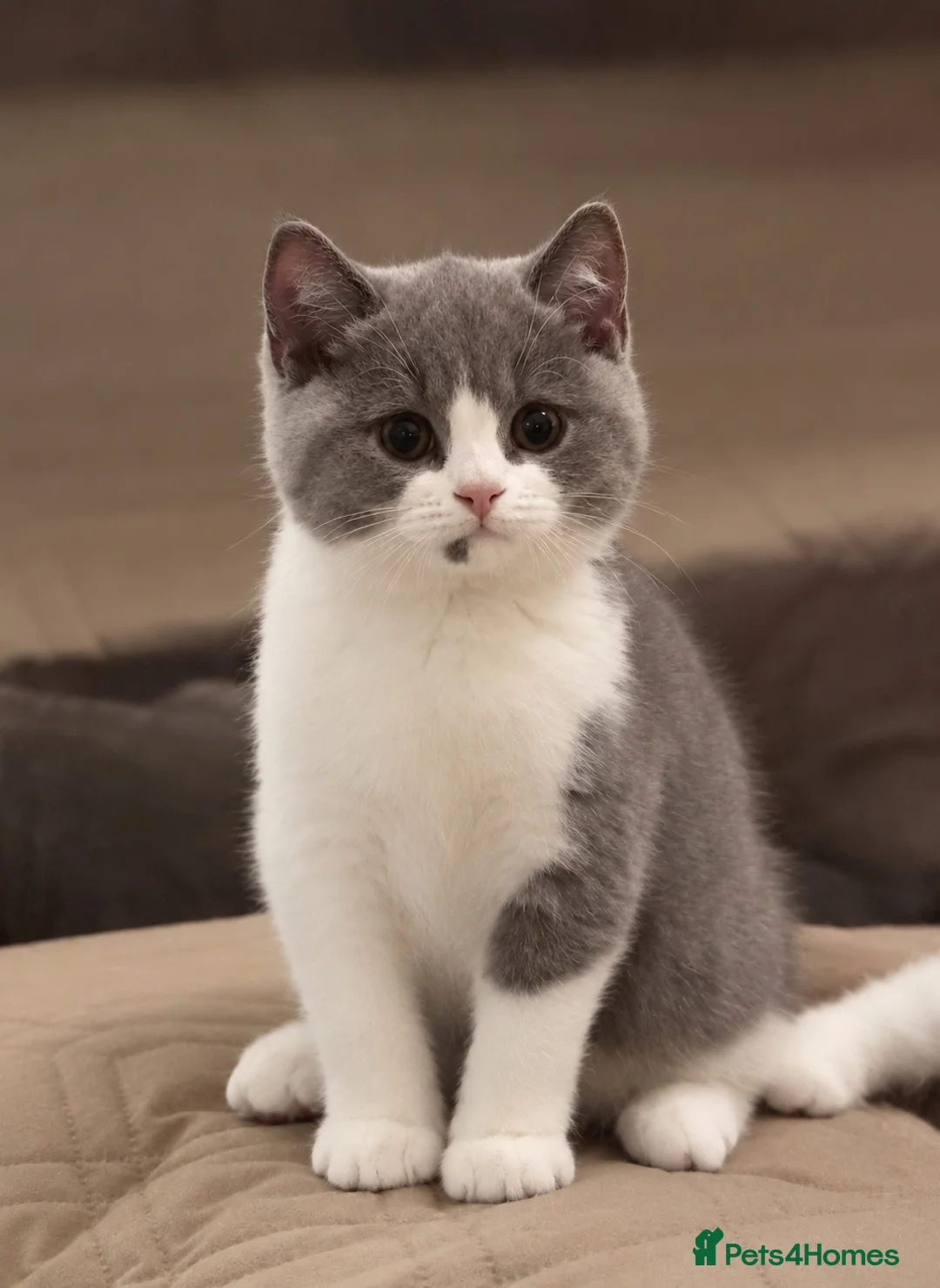 British Shorthair cats for sale: British Shorthair Bi-Colour Kitten Blue & White - Advert 2