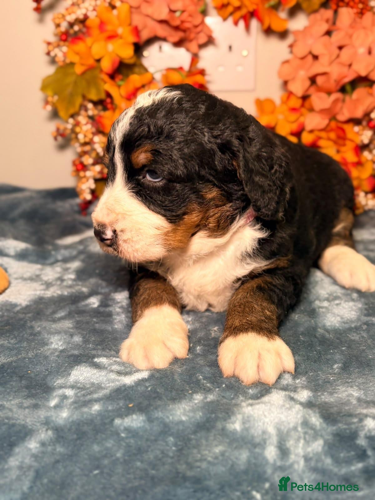 Bernedoodle dogs F1 tri-color bernedoodle pups - Advert 1