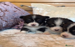 Welsh Corgi Pembroke dogs for sale: Pedigree, health tested parents, licensed breeder - Image 12