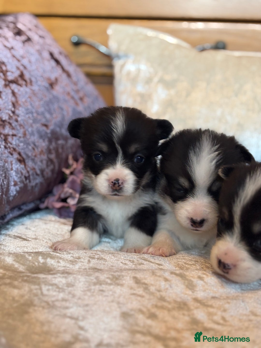 Welsh Corgi Pembroke dogs for sale: Pedigree, health tested parents, licensed breeder - Image 12