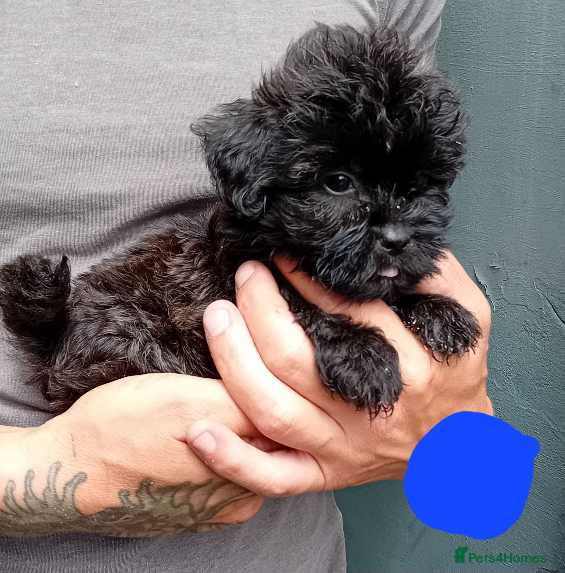 Shihpoo dogs The tiniest puppies available  - Advert 2
