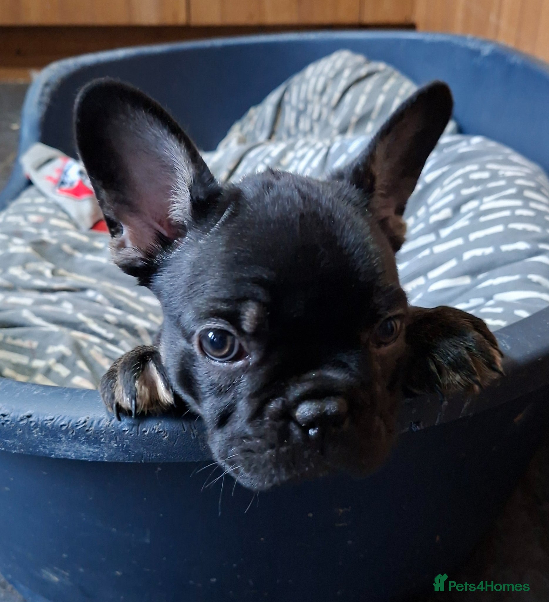 French Bulldog dogs READY NOW french bulldog puppies. fluffy carriers. - Advert 6