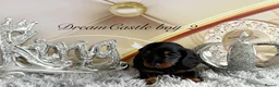 Miniature Dachshund dogs for sale: Adorable miniature datchund Kc reg boys available  - Advert 27