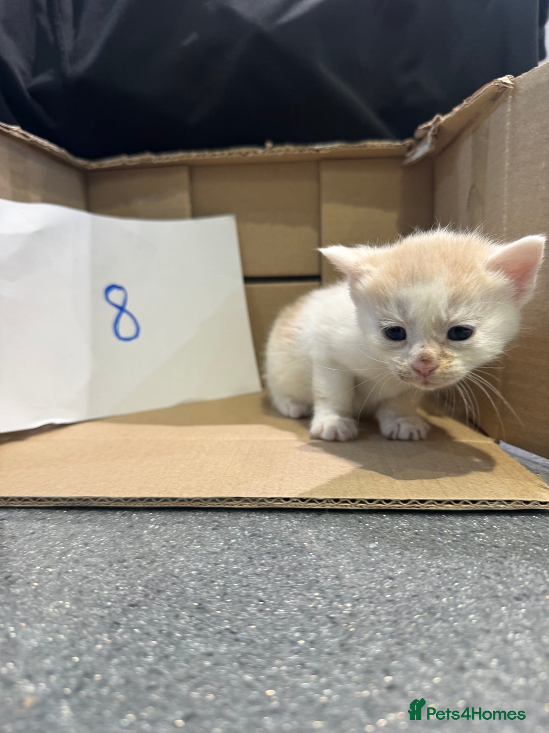 Mixed Breed cats for sale: British shorthair mix kittens  - Advert 23