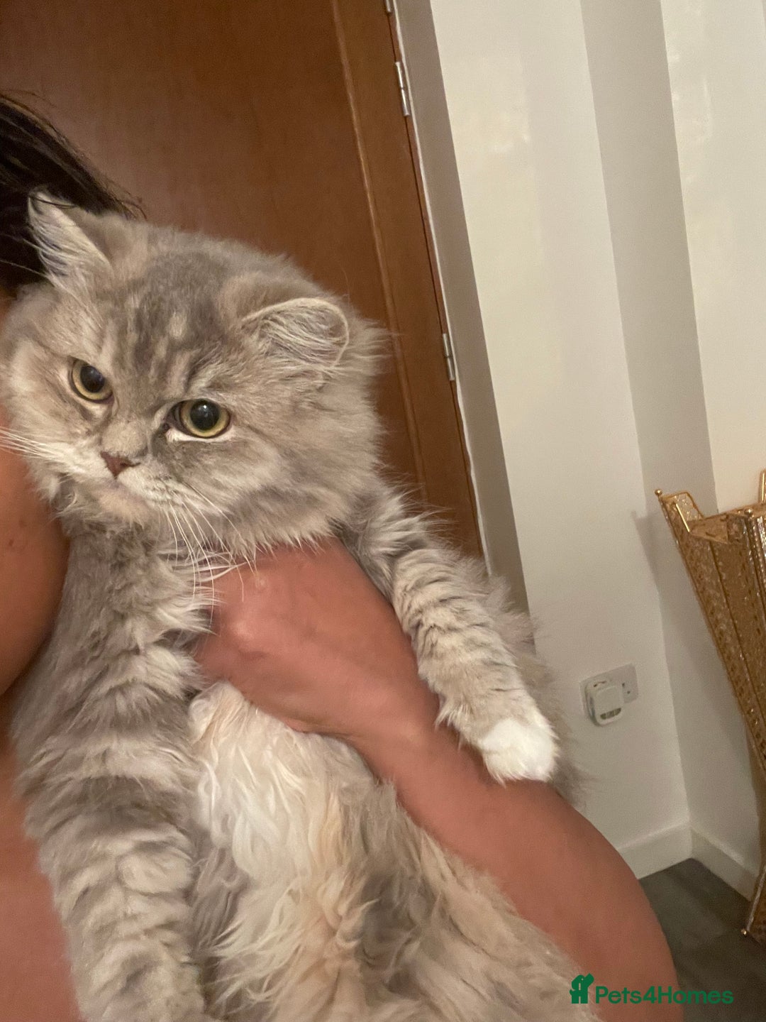 Persian cats for sale: persian kittens and mum - Advert 1