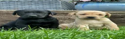 Labrador Retriever dogs for sale: Beautiful KC Labrador Pups Ready To Leave - Advert 7