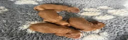 Cavapoo dogs for sale: Cavapoo f1 fully health tested, mum and dad here - Advert 9