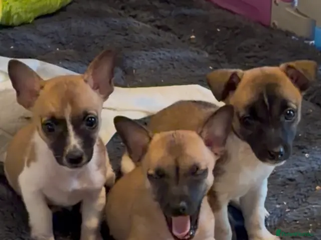 Jack Chi dogs JRT x Chihuahua puppies. - Advert 2