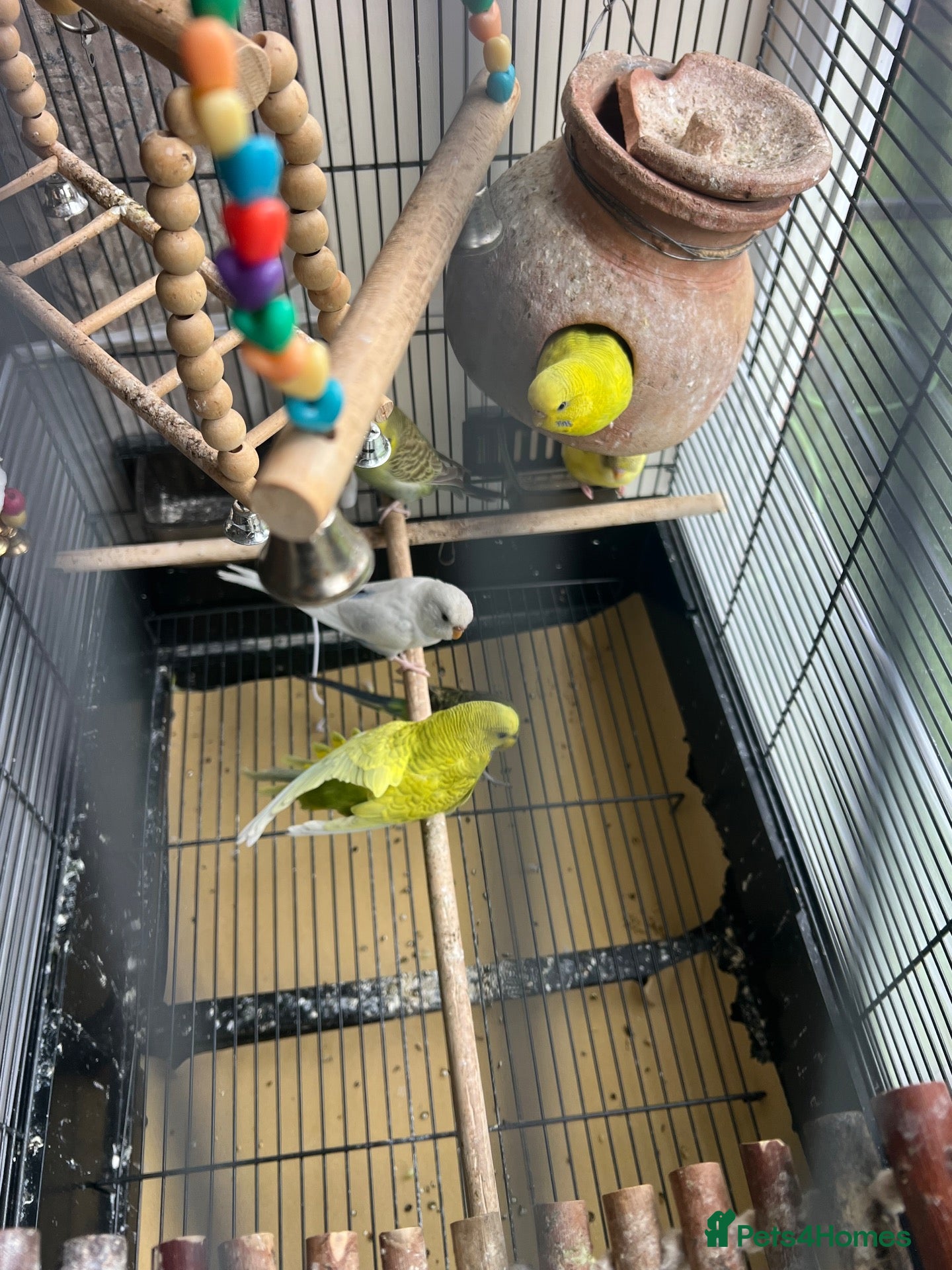 Budgerigars birds 2  Young healthy budgies for sale - Advert 1
