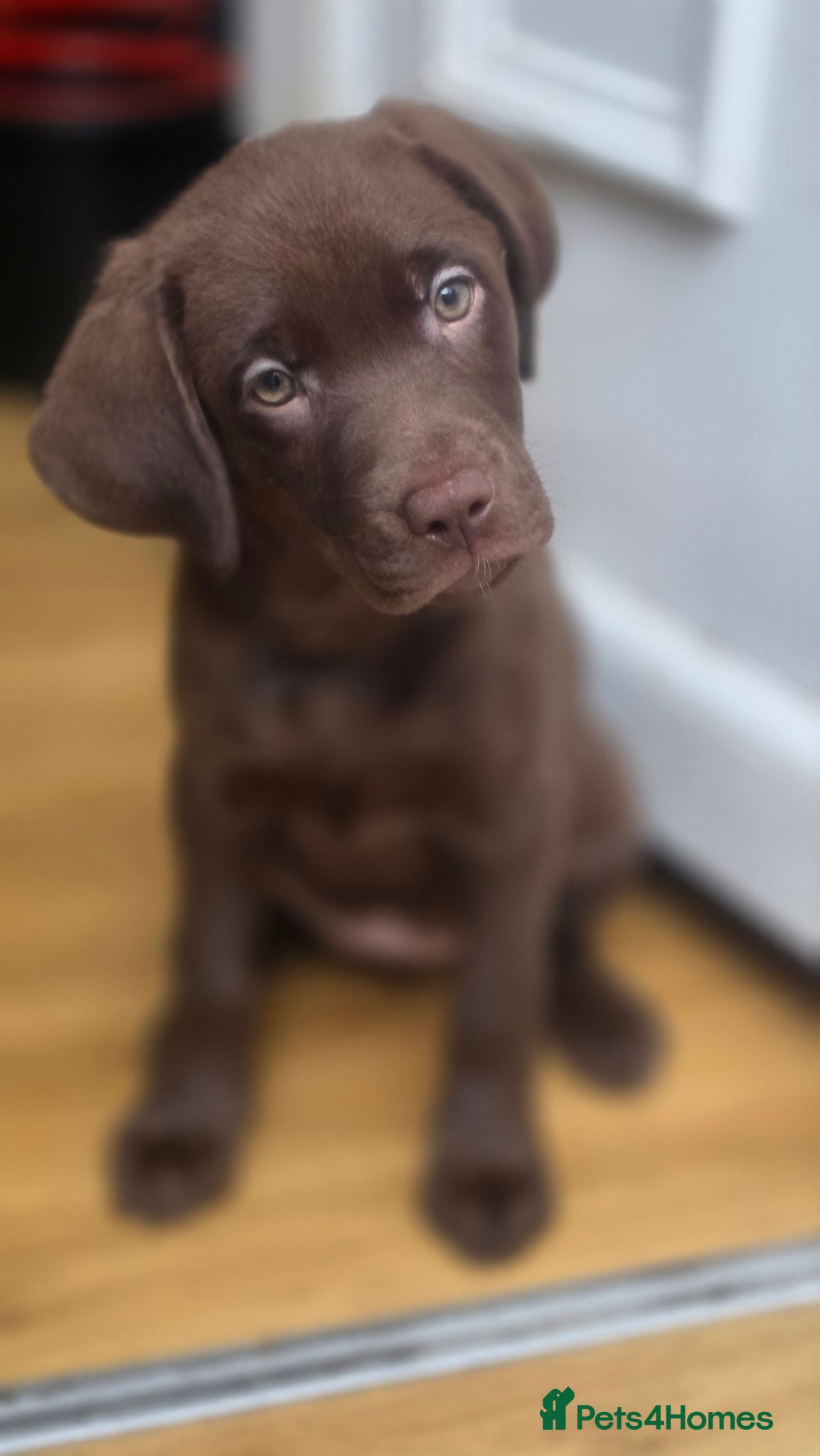 Labrador Retriever dogs Stunning Silver and Chocolate Labrador Puppies - Advert 1