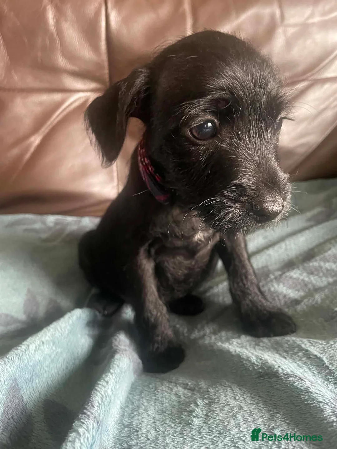 Patterdale Terrier dogs for sale: Patterdale Terrier Puppies Ready Now! - Advert 5