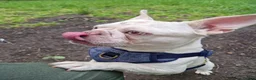 French Bulldog dogs for sale: Male French Bulldog - Advert 3
