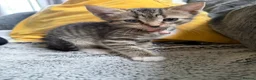 Mixed Breed cats for sale: Two beautiful kittens - Advert 4