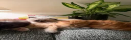 Mixed Breed cats for sale: Kittens for the best homes - Advert 36