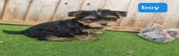 Yorkshire Terrier dogs for sale: Yorkshire terrier puppies 1  boy 12 weeks old  - Advert 10
