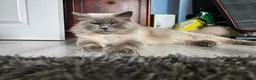 Ragdoll cats for sale: Lovely Litter of 3 Kittens Looking for Loving Home - Advert 23