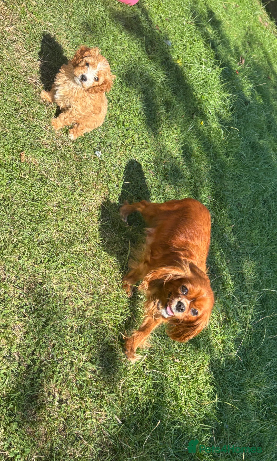 Cavapoo dogs for sale: Beautiful cavapoo puppies  - Image 13