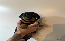 Miniature Dachshund dogs for sale: Two beautiful mini dash’s  - Image 9