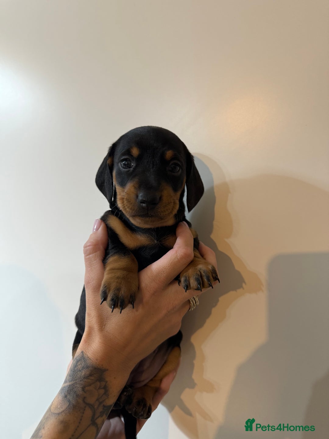 Miniature Dachshund dogs for sale: Two beautiful mini dash’s  - Image 9