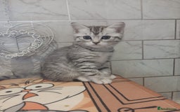 Scottish Fold cats for sale: ready to leave!! 2 Scottish straights  - Image 4