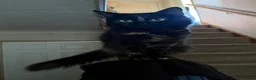 Domestic Shorthair cats for sale: 2 female tortoiseshell cats  in Blandford Forum - Advert 5