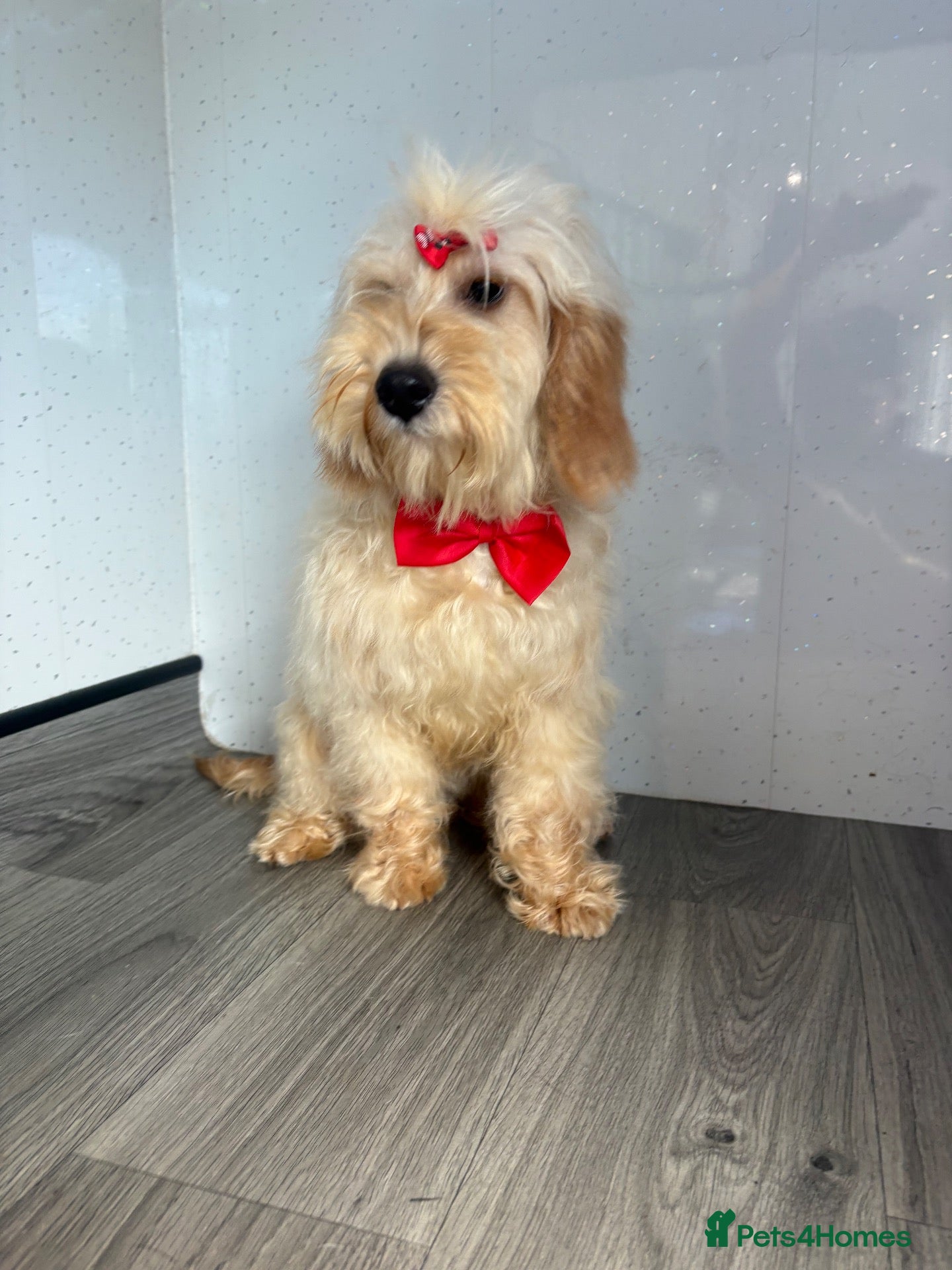 Cockapoo dogs Lilly - Advert 6