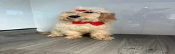 Cockapoo dogs for sale: Lilly - Advert 3