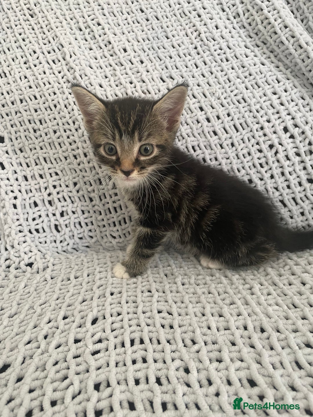 Mixed Breed cats for sale: Beautiful kittens for sale  - Image 10