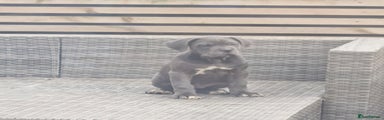 Cane Corso Puppy 6