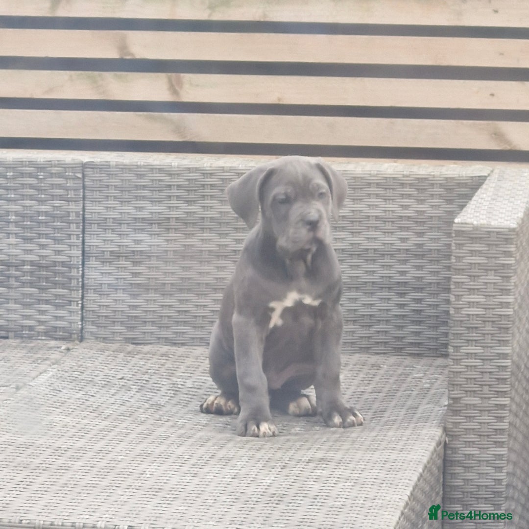 Cane Corso dogs for sale: EXCEPTIONAL PEDIGREE CANE CORSO PUPPIES - Advert 33