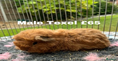 Guinea Pig rodents - Advert 16