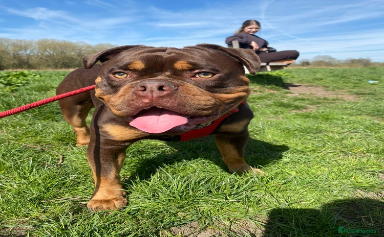 Olde English Bulldogge dogs - Advert 1