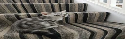 British Shorthair cats for sale: Lovely kittens  - Advert 4