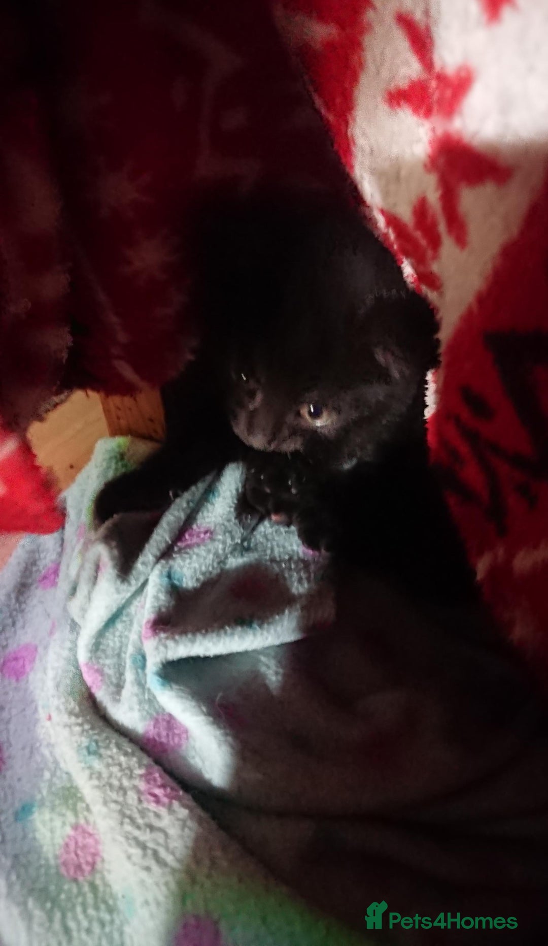 Mixed Breed cats for sale: Beautiful litter of 5 kittens 3 girls 2 boys - Advert 19